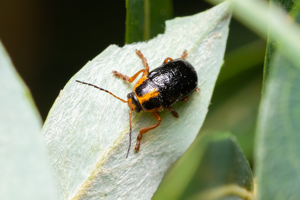 Cryptocephalus frenatus