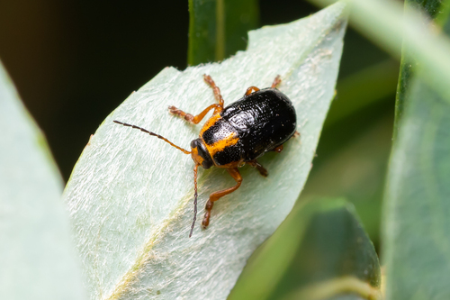 Cryptocephalus frenatus