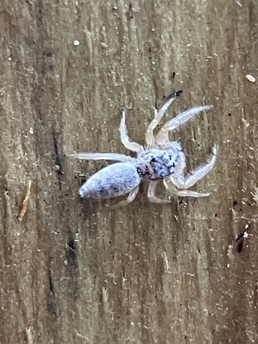 White-jawed Jumping Spider