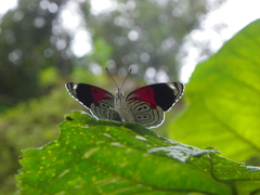 Diaethria anna