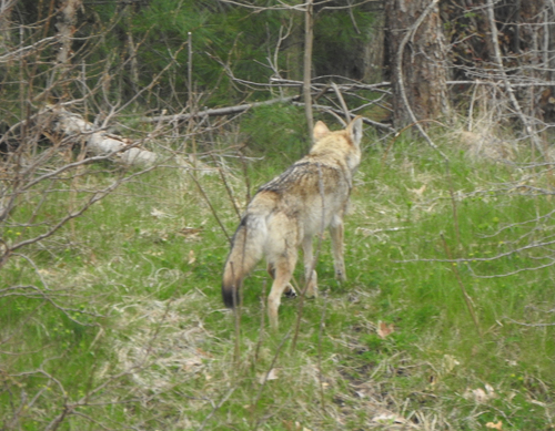 Coyote photographed in Massachusetts