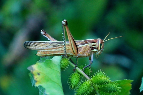 Patanga japonica