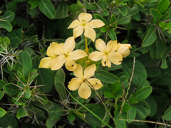 Barleria eranthemoides