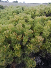 Serruria foeniculacea