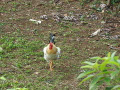 Gallus gallus domesticus