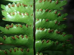 Hymenasplenium cheilosorum