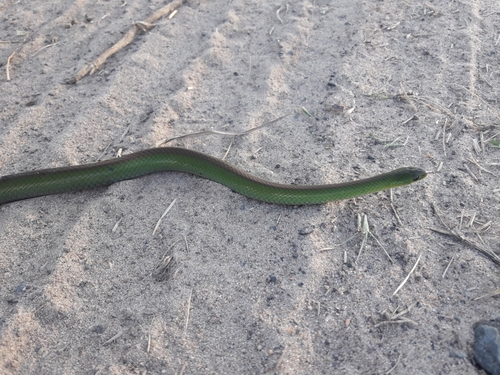 Photo of a Jaeger's Ground Snake (Erythrolamprus jaegeri)