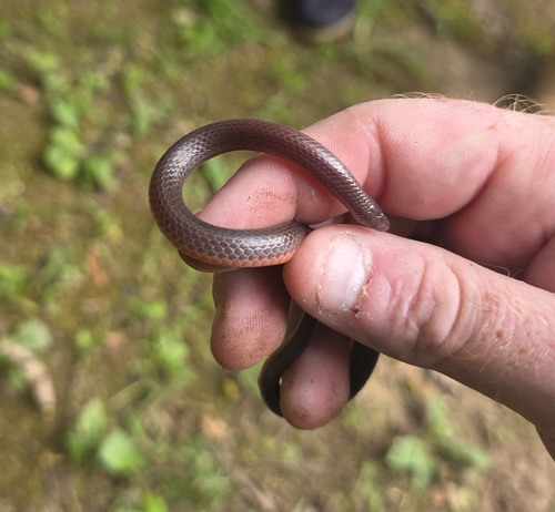 Midwestern Wormsnake