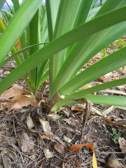 Agapanthus inapertus pendulus