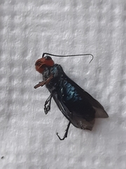 Acantholyda erythrocephala