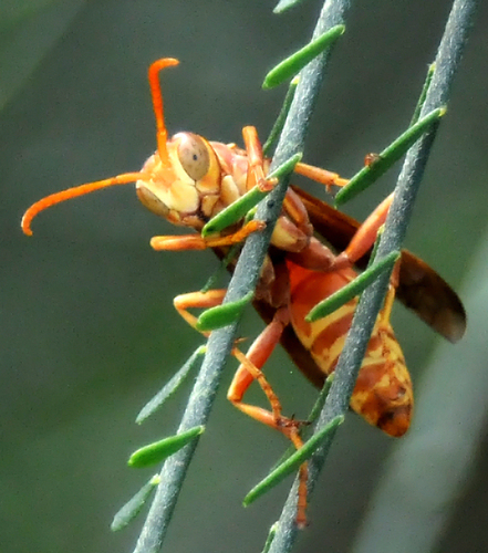 Golden Paper Wasp