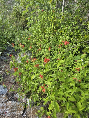 Justicia aequilabris, photograph 4