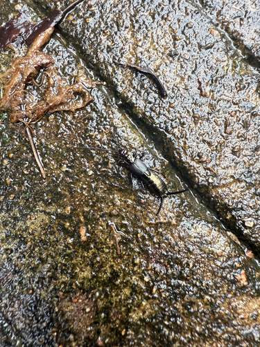 Eudohrnia metallica