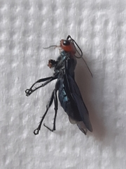 Acantholyda erythrocephala