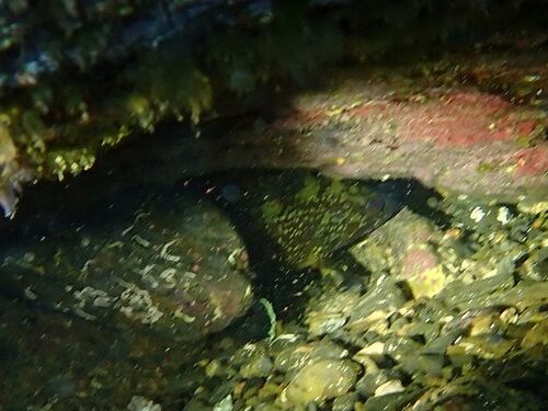 Dusky Grouper