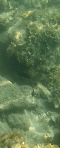 Mediterranean Damselfish