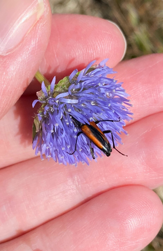 Black-striped Longhorn Beetle
