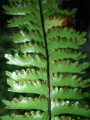 Hymenasplenium cheilosorum