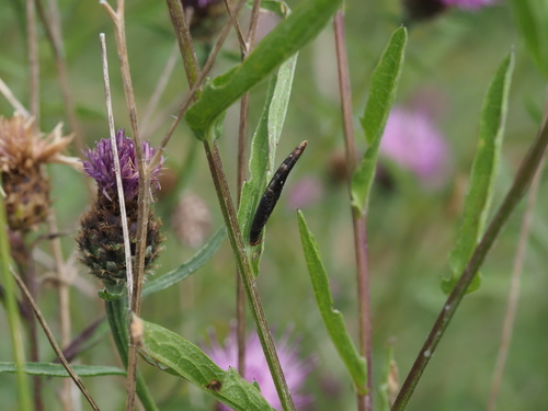 Knapweed Case-bearer