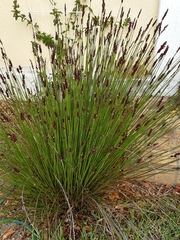 Elegia tectorum
