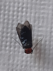 Acantholyda erythrocephala