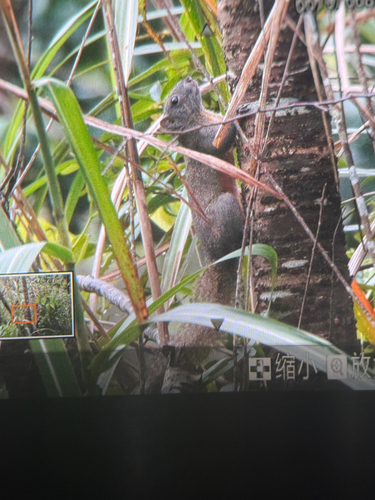 Pallas' Squirrel