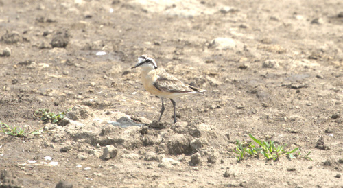 iNaturalist image