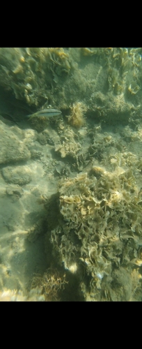 Red Sea Goatfish
