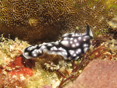 Pseudoceros imitatus