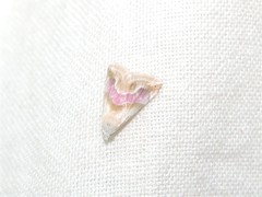 Eublemma roseana