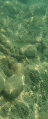 Rivulated Rabbitfish