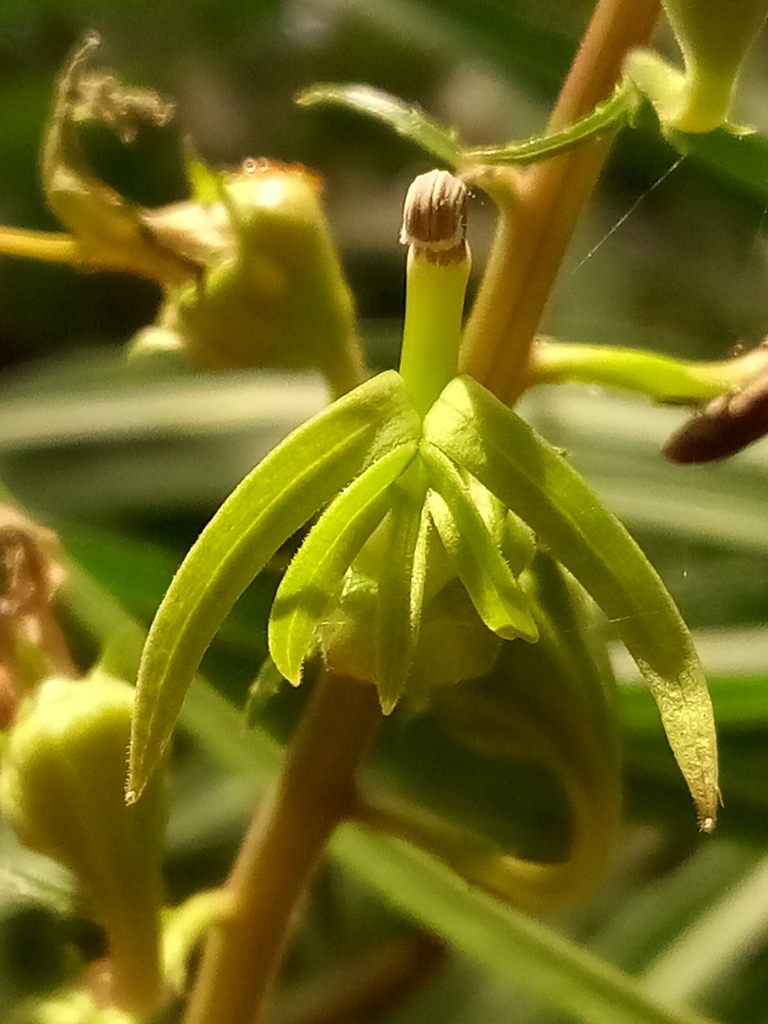 Lobelia salicina