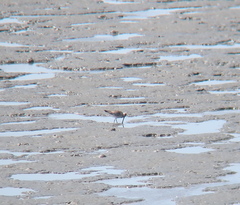 Limosa lapponica