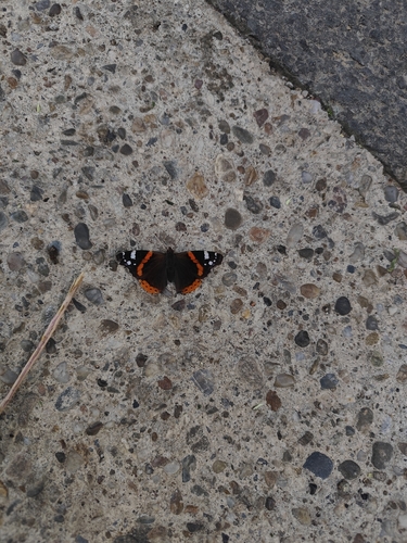 Red Admiral