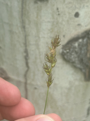 Carex siccata, photograph author not stated, no rights reserved