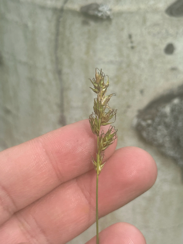 Carex siccata, photograph 4