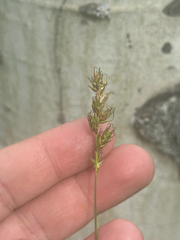 Carex siccata, photograph author not stated, no rights reserved