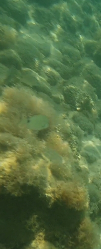 Diplodus