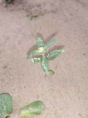 Guilleminea densa