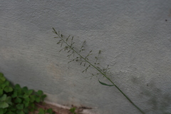 Eragrostis