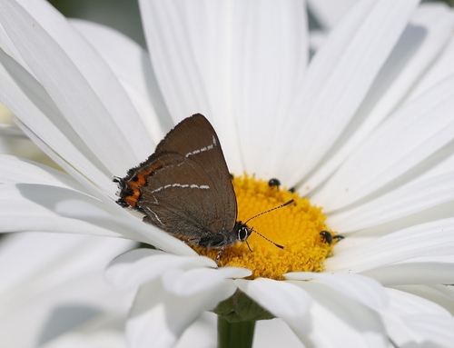 White-letter Hairstreak