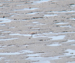 Limosa lapponica