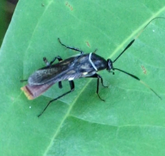 Pseudomops albostriatus