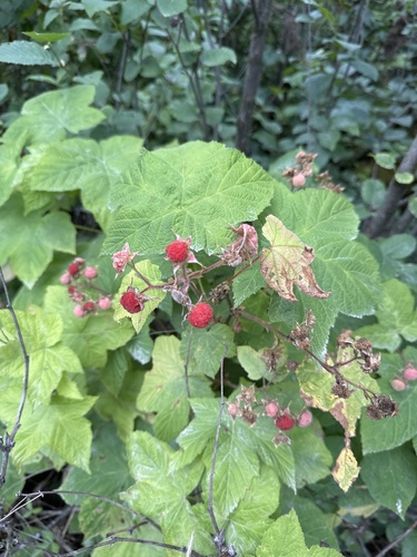 thimbleberry
