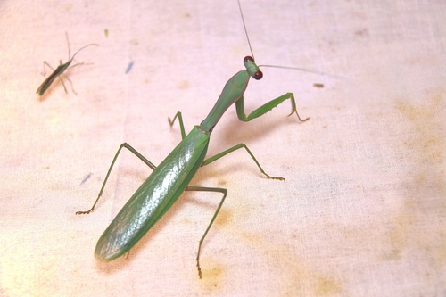 Chinese Reddish Mantis