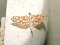 Nausinoe geometralis