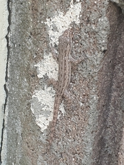 Hemidactylus frenatus