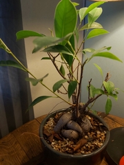 Ficus