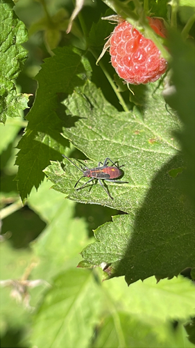iNaturalist observation photo of Western Boxelder Bug