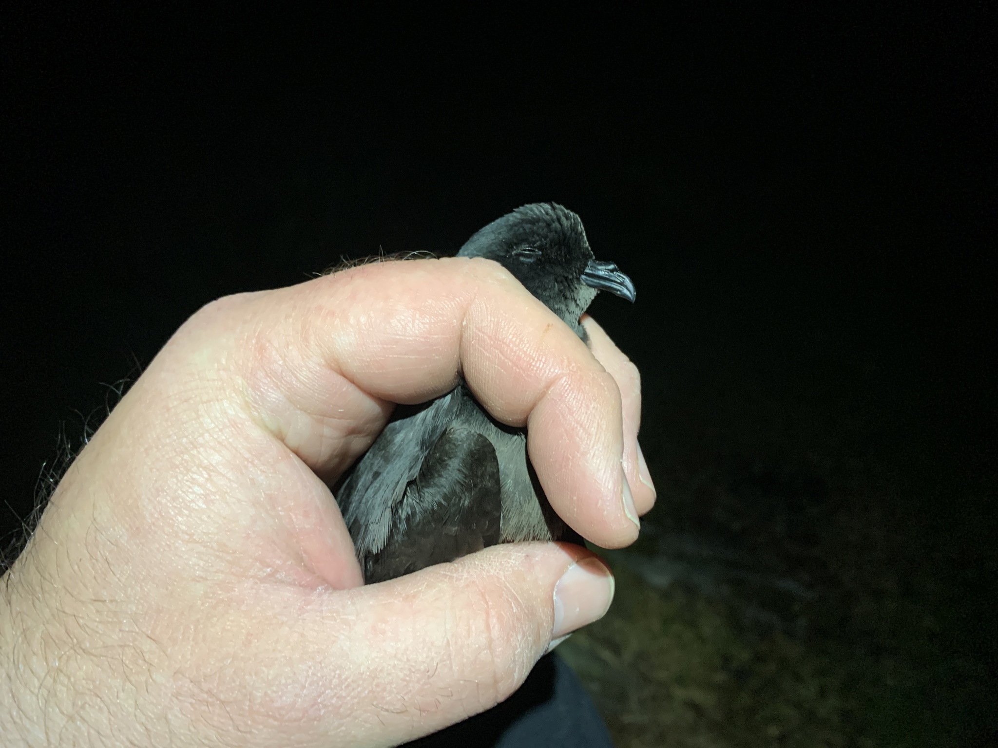 European Storm Petrel (Hydrobates pelagicus), photo 5